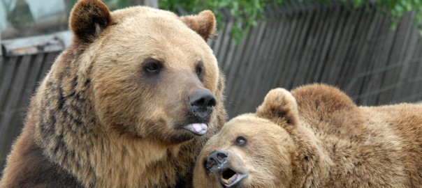 kalvene-zoo-2
